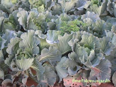 Huertas de noviembre... Almassera