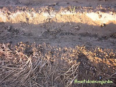 Huertas de noviembre... Almassera