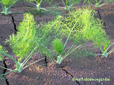 Huertas de noviembre... Almassera