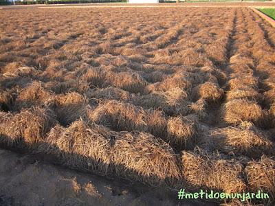 Huertas de noviembre... Almassera