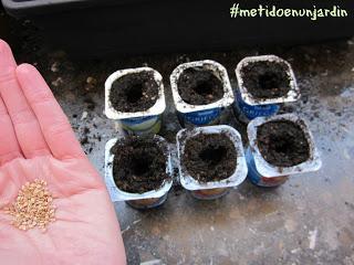 Cómo preparar los semilleros