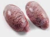 criadillas alguna anécdota