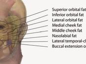 quieres resultados naturales cuenta compartimentos grasos cara