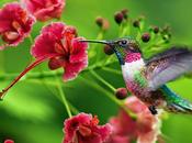 mágico colibrí