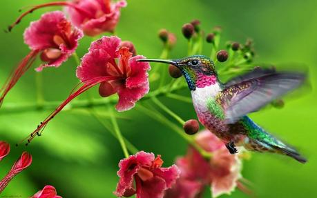 El mágico colibrí