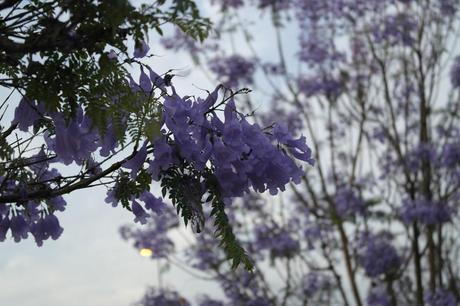 FLOWERS OF PARADISE FLOWERS OF PARADISE