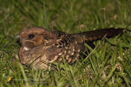 Curiango (Pauraque) Nyctidromus albicollis