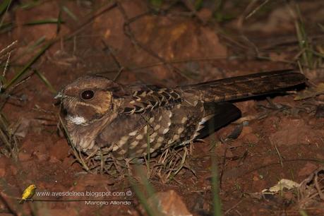 Curiango (Pauraque) Nyctidromus albicollis