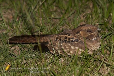 Curiango (Pauraque) Nyctidromus albicollis