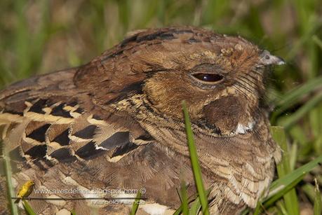 Curiango (Pauraque) Nyctidromus albicollis
