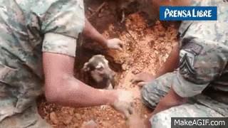 Perro enterrado vivo 18 horas es rescatado sano y salvo. Vídeo.
