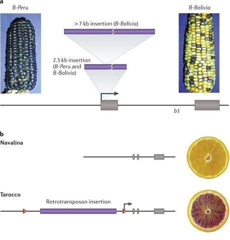 Transposón en la región codificante del gen b1 en el alelo B-Perú de maíz 