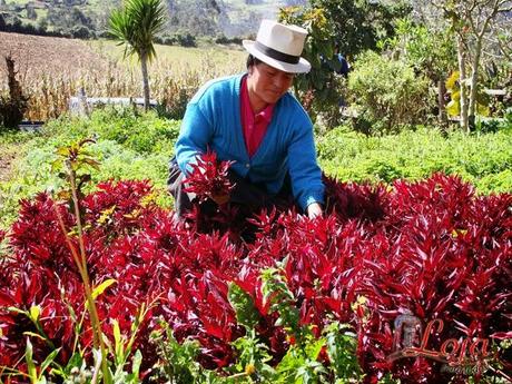 La Horchata Lojana, una fuente de salud