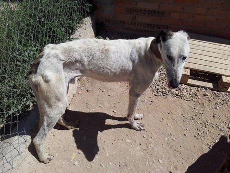 FARNOX, MERECE OLVIDAR. POR FAVOR, AYÚDALE...