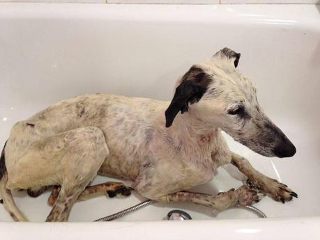 FARNOX, MERECE OLVIDAR. POR FAVOR, AYÚDALE...