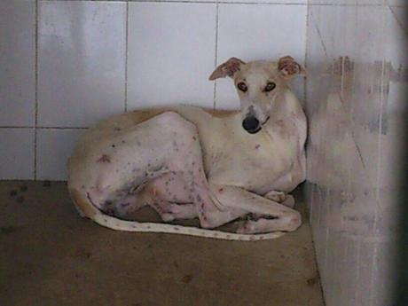 URGENTE!! GALGOS, ESPERAN SU SACRIFICIO EN LA PERRERA DE GESSER.