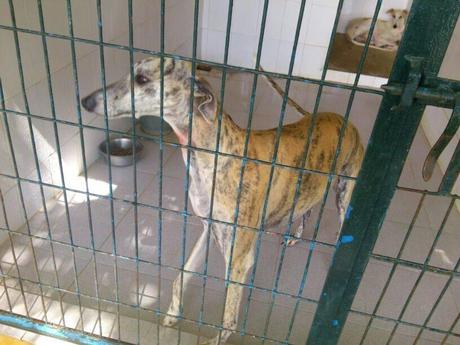 URGENTE!! GALGOS, ESPERAN SU SACRIFICIO EN LA PERRERA DE GESSER.