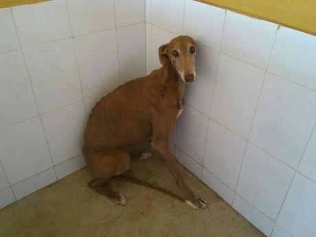 URGENTE!! GALGOS, ESPERAN SU SACRIFICIO EN LA PERRERA DE GESSER.
