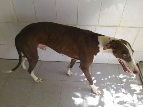 URGENTE!! GALGOS, ESPERAN SU SACRIFICIO EN LA PERRERA DE GESSER.