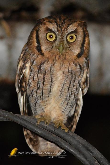 Alicucú común (Tropical Screech-Owl) Megascops choliba