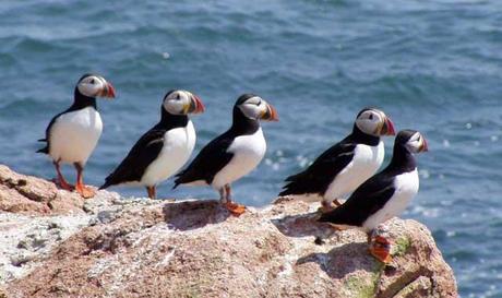 frailecillos en Maine