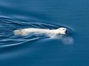 Increíble vídeo capta punto vista polar