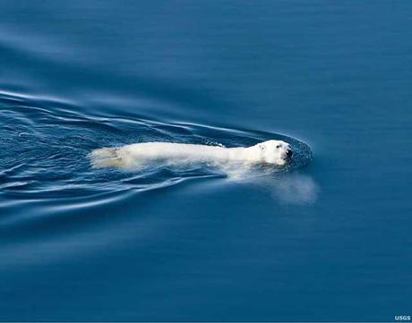 oso polar nadando