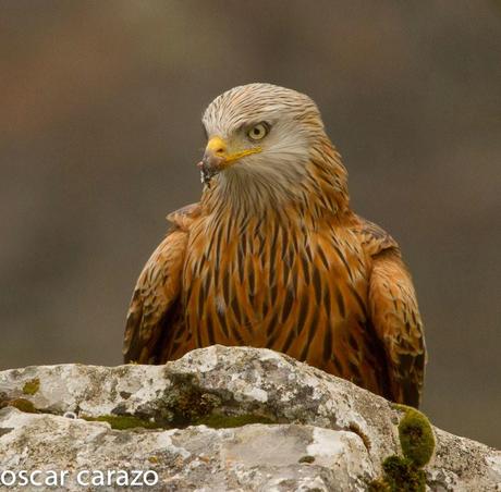 AVESANTURTZI 100.000 VISITAS  MILANO REAL