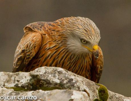 AVESANTURTZI 100.000 VISITAS  MILANO REAL