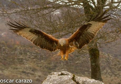 AVESANTURTZI 100.000 VISITAS  MILANO REAL