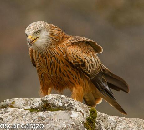 AVESANTURTZI 100.000 VISITAS  MILANO REAL