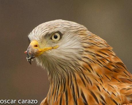 AVESANTURTZI 100.000 VISITAS  MILANO REAL