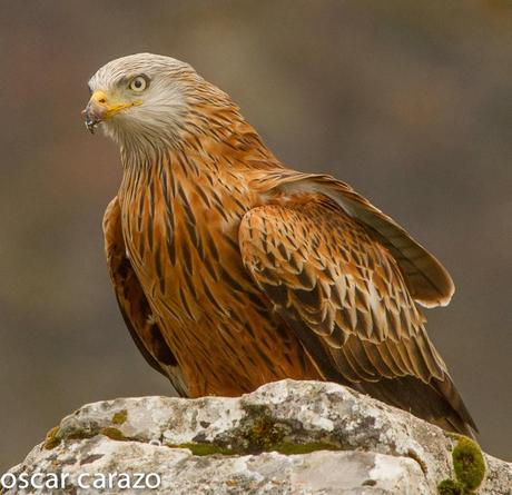 AVESANTURTZI 100.000 VISITAS  MILANO REAL