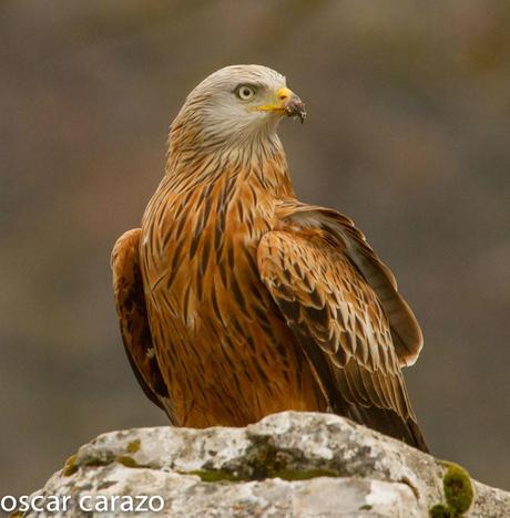 AVESANTURTZI 100.000 VISITAS  MILANO REAL