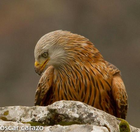 AVESANTURTZI 100.000 VISITAS  MILANO REAL