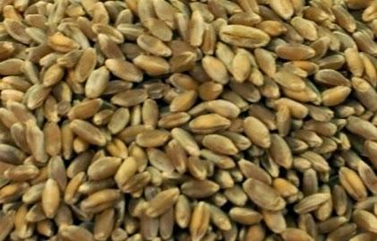 Pan de tumminia de Leontinoi