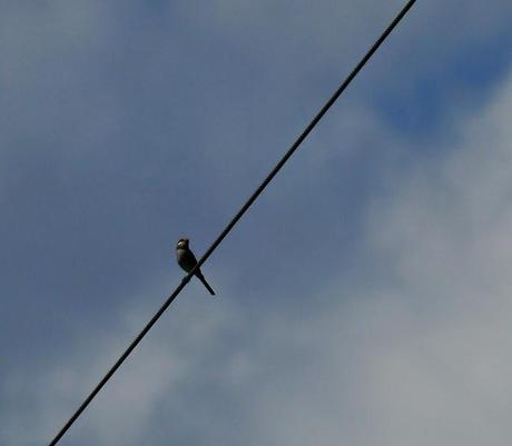 Vuelve el enmascarado