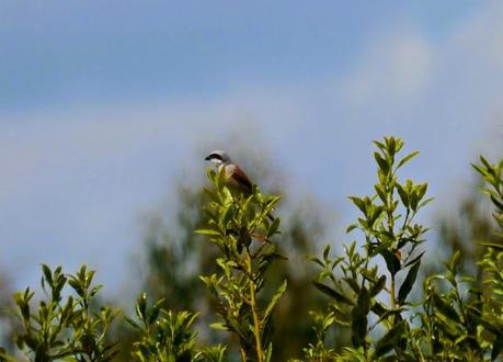 Vuelve el enmascarado