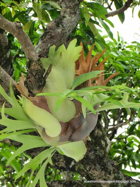 Noumea; Place des Cocotiers, el lugar de encuentro
