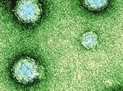 Virus Chikungunya llega Venezuela