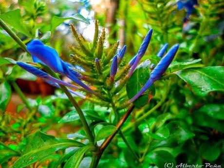 Despersonalización y sensación de irrealidad.