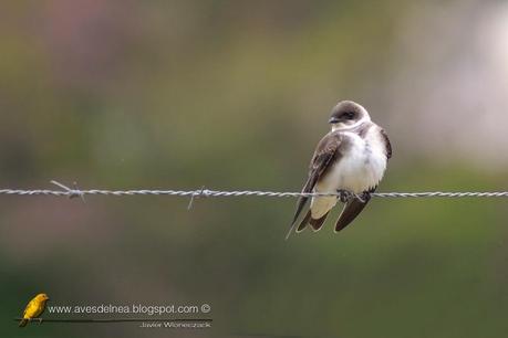 Golondrina parda (Brown-chested Martin) Progne tapera