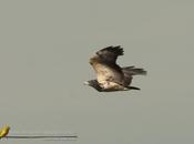Águila mora (Black-chested Buzzard-Eagle) Geranoaetus melanoleucus