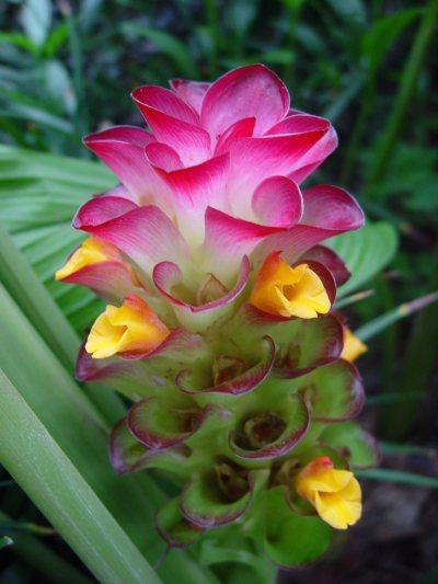 curcuma flor 