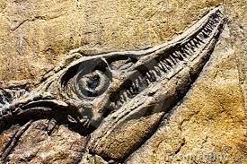 fósiles de dinosaurios