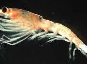 Krill antártico: crustáceo rico antioxidantes, minerales Omega