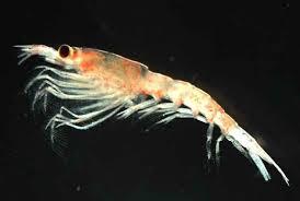 krill 1 Krill antártico: un crustáceo rico en antioxidantes, minerales y Omega 3