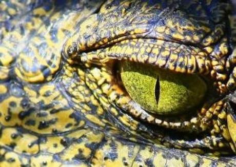 Nuevo, corregido, y ampliado tratado sobre la invención de los cocodrilos