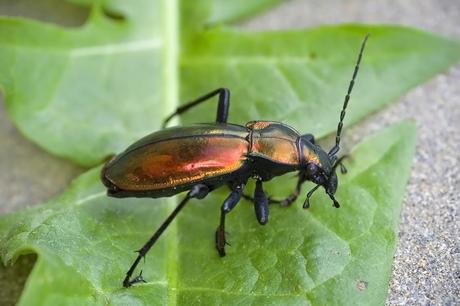 Para ampliar Carabus (Chrysocarabus) splendens (Olivier, 1790) hacer clic
