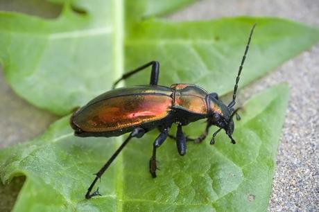 Para ampliar Carabus (Chrysocarabus) splendens (Olivier, 1790) hacer clic